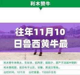 鲁西黄牛最新价格揭秘,励志故事背后的变化与梦想成就之路