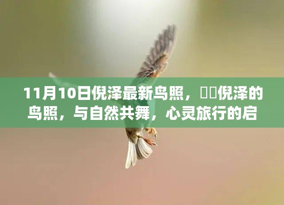 倪泽最新鸟照,与自然共舞的心灵启示