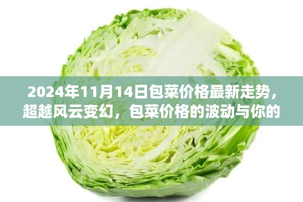 包菜价格最新走势,风云变幻中的成长之路