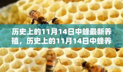 11月14日中蜂养殖技术的革新及其历史影响