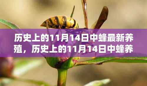 11月14日中蜂养殖技术的革新及其历史影响