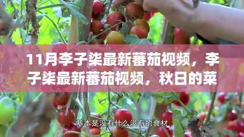 李子柒秋日的蕃茄故事,菜园趣事与友情的温馨织造