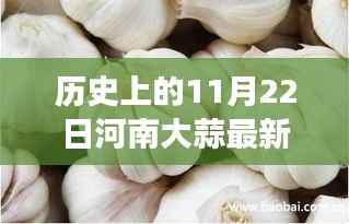 河南大蒜价格揭秘,历史11月22日的温情纽带与秘密之旅
