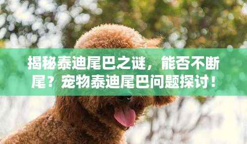 揭秘泰迪尾巴之谜,能否不断尾?宠物泰迪尾巴问题探讨!