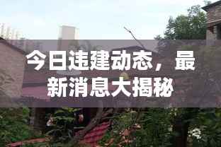 今日违建动态,最新消息大揭秘