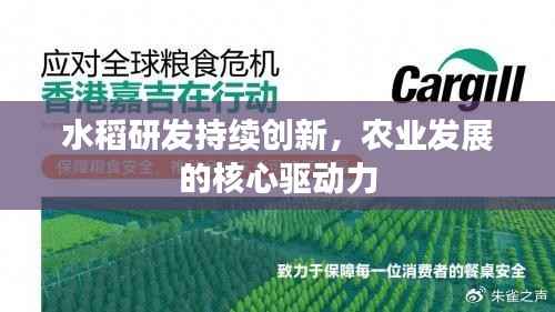 水稻研发持续创新,农业发展的核心驱动力