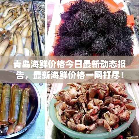 青岛海鲜价格今日最新动态报告，最新海鲜价格一网打尽！